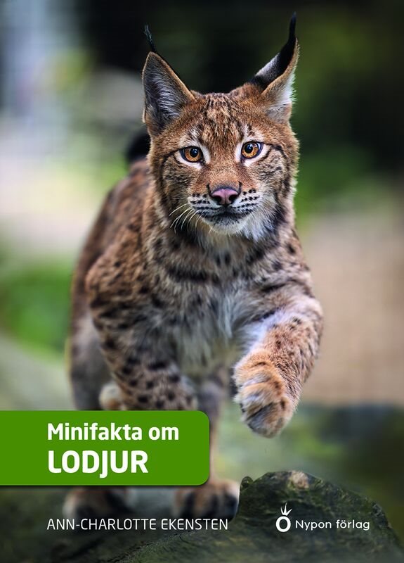 Minifakta om lodjur